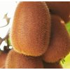 Kiwi HERMA (A. hybrida) samosprašné2