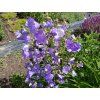 Zvonek broskvolistý - Campanula persicifolia - mix barev
