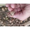 Pacibulky - Světelný kořen - Dioscorea batatas