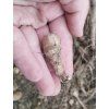 Světelný kořen - Dioscorea batatas