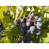 Vinná réva stolní červená - 'Agát Donský'