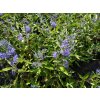 Ořechokřídlec clandonský 'Heavenly Blue' - Caryopteris clandonensis 'Heavenly Blue'