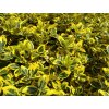 Brslen - Euonymus f. 'Emerald´n Gold' 1 l