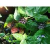 Ostružina (beztrnná) - Rubus fruticosus 'Dirksen'