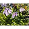 Bohyška - Hosta zelená 1 l