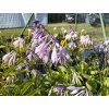 Bohyška - Hosta zelená 1 l