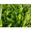 Bohyška - Hosta zelená 1 l