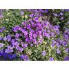 Tařička - Aubrieta hybrida - modrá
