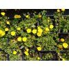 Mochna - Potentilla crantzii 'Goldrausch'