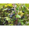 Černý jeřáb - Aronia 'Viking' - keř