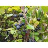 Černý jeřáb - Aronia x prunifolia 'Viking' - keř 1 l
