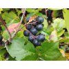 Černý jeřáb - Aronia 'Viking' - keř