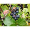 Černý jeřáb - Aronia x prunifolia 'Viking' - keř 1 l
