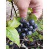Černý jeřáb - Aronia 'Viking' - keř