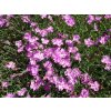 Karafiát - Dianthus ceasius