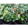 Brusinka - Vaccinium vitis-idaea 'Koralle'