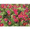 Devaterník - Helianthemum 'Red Orient'