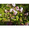 Kakost - Geranium x cantabrigiense 'Biokovo'