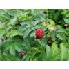 Malinojahoda - Rubus illecebrosus
