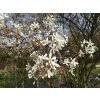 Muchovník olšolistý - Amelanchier alnifolia 'Martin'