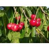Třešeň zakrslá 'Rivan' - špičák (Gisela 5 - vzrůst do 3 metrů)