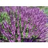 Šalvěj hajní - Salvia memorosa