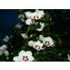 Ibišek syrský 'Red Heart' - Hibiscus syriacus 'Red Heart'