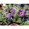 Koniklec - Pulsatilla vulgaris