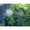 Koniklec - Pulsatilla vulgaris
