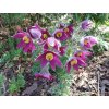 Koniklec - Pulsatilla vulgaris