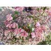Sedum spectabile Matrona