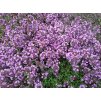 Mateřídouška - Thymus serpyllum 'Rubra'