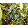 Zimolez kamčatský 'Indigo Gem' - Lonicera (borůvka z Kamčatky)