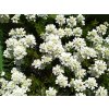 Štěničník - Iberis sempervirens