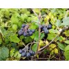 Černý jeřáb - Aronia melanocarpa 'Aron' 1 l - keř