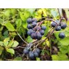 Černý jeřáb - Aronia melanocarpa 'Aron' 1 l - keř
