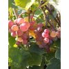 Vinná réva stolní růžová - 'Einset Seedless'