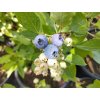 Kanadská borůvka 'Poppins' - Vaccinium corymbosum 'Poppins'