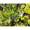 Kanadská borůvka 'Poppins' - Vaccinium corymbosum 'Poppins'