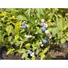 Kanadská borůvka 'Poppins' - Vaccinium corymbosum 'Poppins'