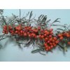 Rakytník řešetlákovitý 'Krasavice' - SAMICE - Hippophae rhamnoides