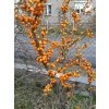 Rakytník řešetlákovitý 'Krasavice' - SAMICE - Hippophae rhamnoides