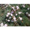 Karafiát - Dianthus plumarius 'Compact'