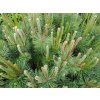 Borovice černá - Pinus nigra 2 l