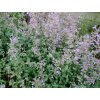 Šanta kočičí - Nepeta faassenii 'Six Hills Giant'