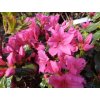 Azalka japonská - Azalea japonica 'Michiko'