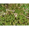 Rozchodník - Sedum