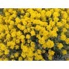 Tařice skalní - Alyssum saxatile