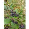 Černý jeřáb - Aronia melanocarpa 'Nero' - stromkový PROSTOKOŘENÝ