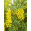 Štěsřenec - Zlatý déšť - Laburnum x watereri 'Vossii'